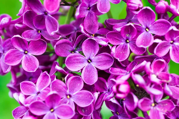 Fialové Šeříkové Květy Makro Pozadí Květinové Pozadí — Stock fotografie