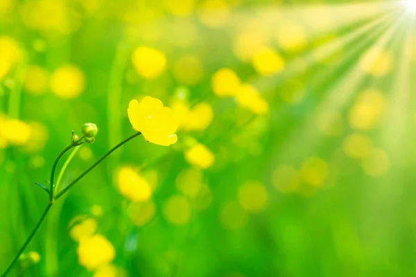 Žlutý Květ Zelené Louce Krajiny — Stock fotografie