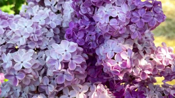 Purple Lila Bloemen Macro Achtergrond Bloem Achtergrond Beeldmateriaal Clip — Stockvideo