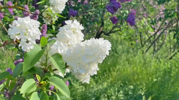 Lilac Bílé Květy Větev Kytice Zelenými Listy Pozadí Záběry Klip — Stock video