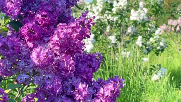 緑の葉の背景を持つライラック紫の花の枝花束 4K映像クリップ — ストック動画