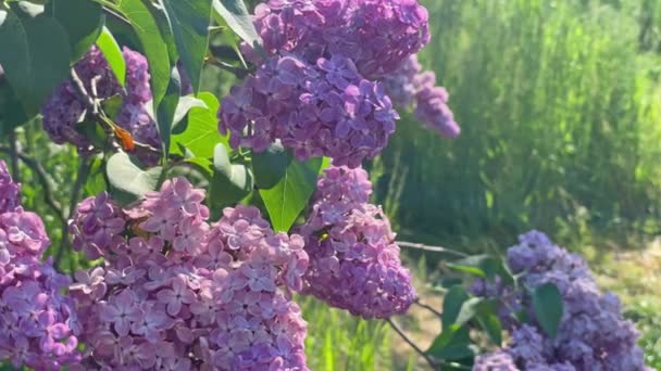 Lilac Fialové Květy Větev Kytice Zelenými Listy Pozadí Záběry Klip — Stock video