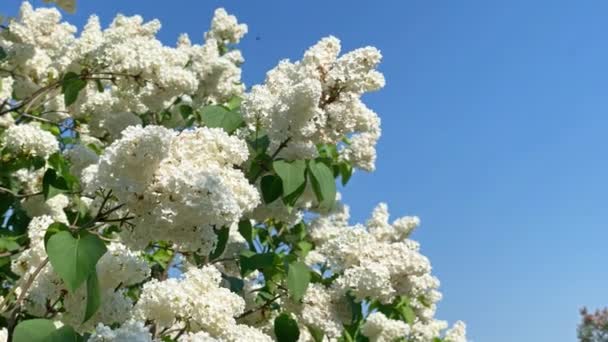 Bouquet Branche Fleurs Blanches Lilas Sur Ciel Bleu Clip Vidéo — Video