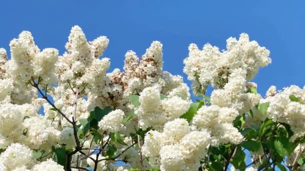 Lilac Bílé Květy Větev Kytice Modré Obloze Záběry Klip — Stock video