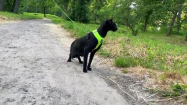 Yeşil parkta yürüyen siyah doğulu kedi, dışarıda yürüyen siyah kedi, 4K video klibi.
