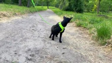 Yeşil parkta yürüyen siyah doğulu kedi, dışarıda yürüyen siyah kedi, 4K video klibi.