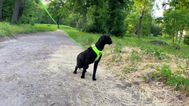 Negro Oriental Gato Caminando Verde Parque Negro Gato Aire Libre — Vídeo de stock