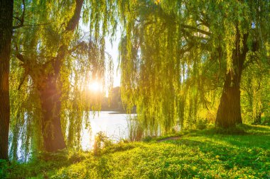 Günbatımı nehrinin yanındaki yeşil ormanda yeşil ağaç