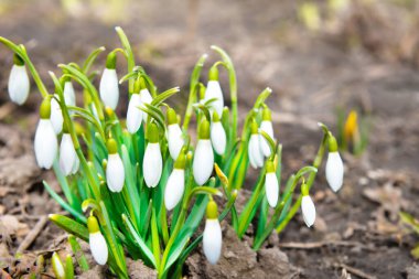 Snowdrops white spring flowers, first flowers at spring