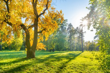 Sonbahar ağaçlarıyla yeşil tarlada sarı sonbahar ağacı