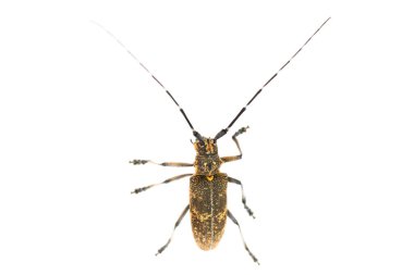 Longhorn böceği veya longicorn Cerambycidae beyaz arka plan üzerinde izole
