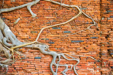 Eski tuğla duvarın ve ağaç köklerinin yüzeyi içinde büyüyor. Arkaplan olarak kullanılabilir