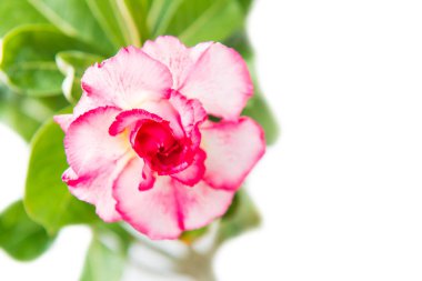 Beyaz arkaplanda yeşil yapraklı Adenyum Obesum bitkisi