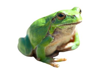 Yeşil kurbağa beyaz arkaplanda izole edilmiş.