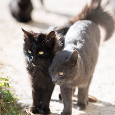 iki kedi siyah ve gri kameraya bakıyor