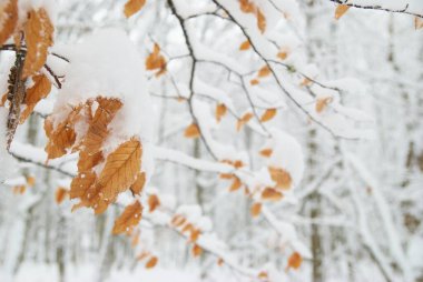 Karla kaplı ağaçtaki sarı yapraklar