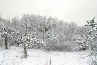 güzel ağaçlar kış buzlu ormanı