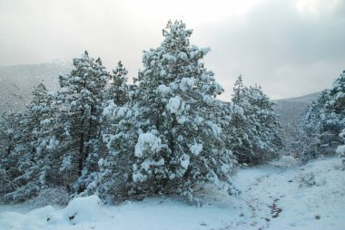 güzel ağaçlar kış buzlu ormanı