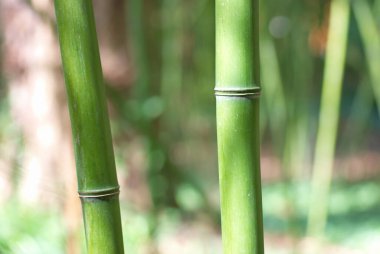 Yeşil bambu filizi doğal arka plan için kullanılabilir.