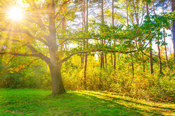 Eiche Mit Herbstgelben Blättern Und Herbstwald — Stockfoto