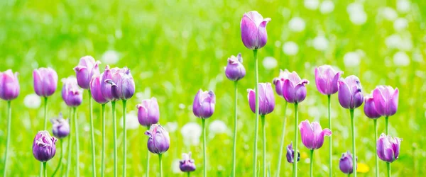Schöne Lila Blumen Tulpenpanorama Mit Grünem Gras — Stockfoto