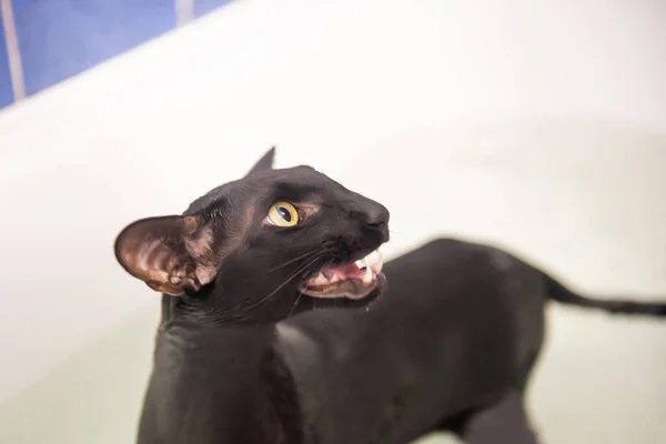 Black Cat Water Taking Bath Black Oriental Cat — Stock Fotó
