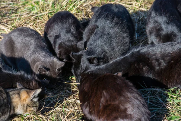 Grupo Gatos Negros Comiendo Suelo Con Hierba Verde —  Fotos de Stock