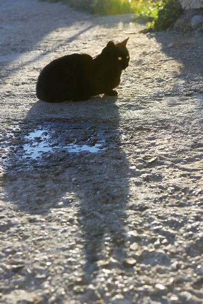 Schwarze Katze Mit Langem Schatten Sitzt Auf Dem Boden — Stockfoto
