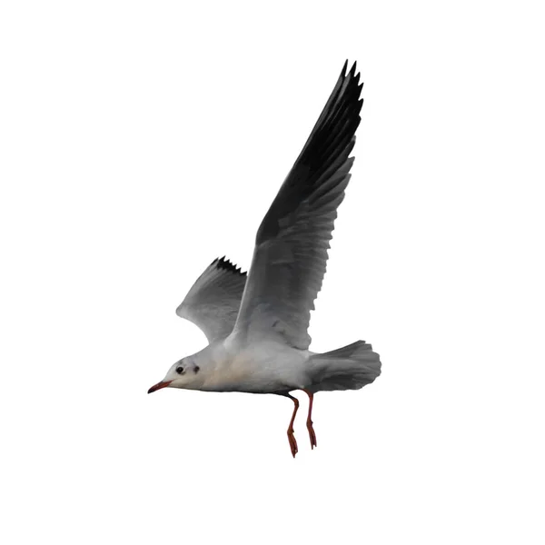 Летящая Чайка Изолированы Белом Фоне — стоковое фото