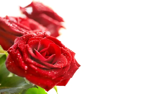Bunch Red Beautiful Roses Water Drops Isolated White Royalty Free Stock Images