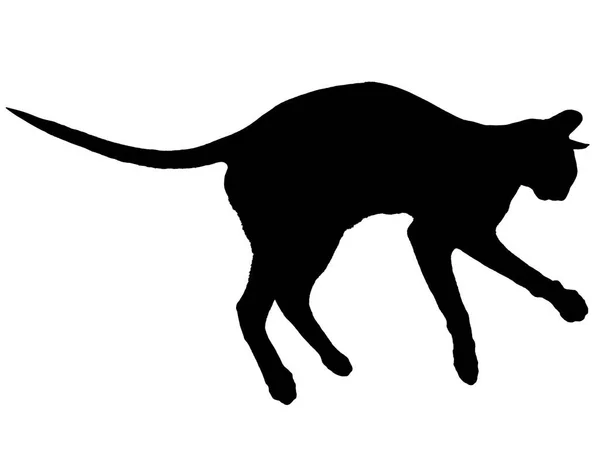 Negro Oriental Gato Silueta Con Largo Negro Cola Acostado Aislado —  Fotos de Stock