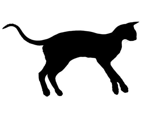 黑色东方猫的轮廓 长长的黑色尾巴 暴露在白色背景下 — 图库照片