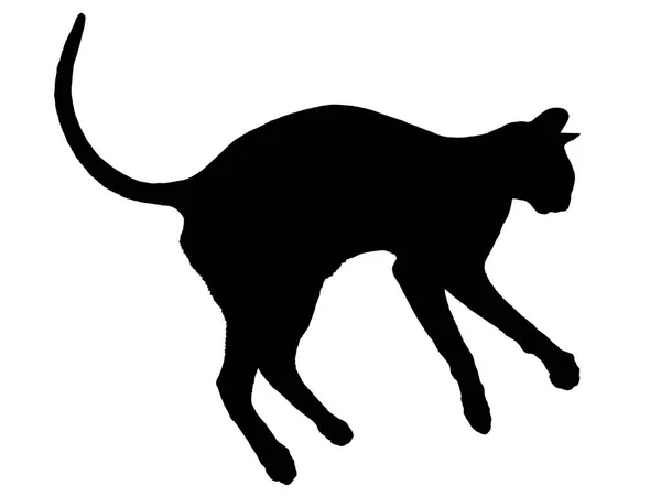 Black Oriental Cat Silhouette Long Black Tail Lying Solated White — Stock Photo, Image
