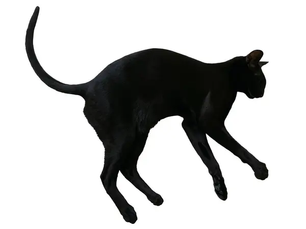 Black Oriental Cat Long Black Tail Lying Isolated White Background — Stock Photo, Image