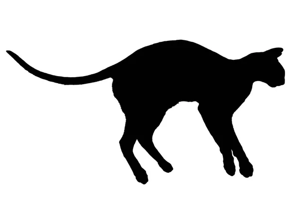 Svart Orientalisk Katt Siluett Med Lång Svart Svans Liggande Solerad — Stockfoto