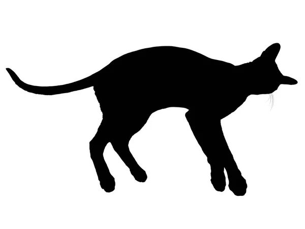Negro Oriental Gato Silueta Con Largo Negro Cola Acostado Aislado — Foto de Stock