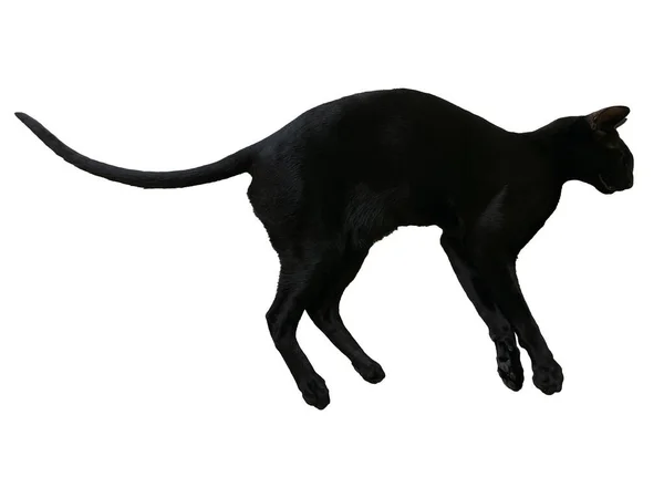 白い背景に隔離された長い黒い尾を持つ黒い東洋の猫 — ストック写真
