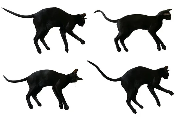 Black Oriental Cat Set Collection Long Black Tail Lying Isolated — Stock Photo, Image