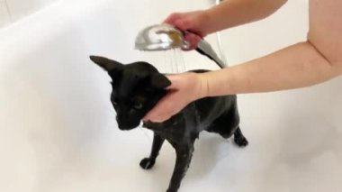 Kara doğulu ıslak kedi banyoda duş alıyor. 4K video klibi