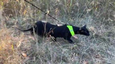 Siyah doğulu kedi çimlerin üzerinde yürüyor. 4K video klibi