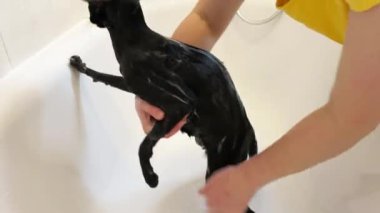 Kara doğulu ıslak kedi banyoda duş alıyor. Miyav sesli 4K video klibi