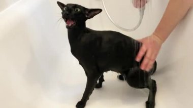 Kara doğulu ıslak kedi banyoda duş alıyor. Miyav sesli 4K video klibi