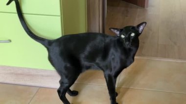 Kara kedi ve sahibi miaow söylüyor düette. Eğlenceli siyah kedi, 4k video.