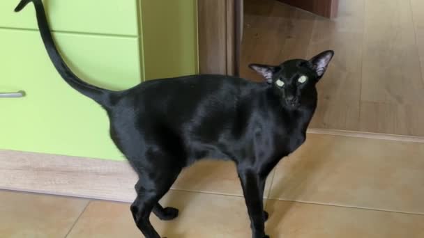Kara Kedi Sahibi Miaow Söylüyor Düette Eğlenceli Siyah Kedi Video — Stok video