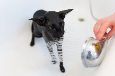 Banyo yaparken siyah komik kediyi yıkamak.