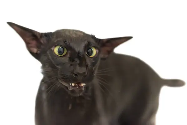 Fekete Orintális Macska Vicces Dühös Fekete Macska Elszigetelt Fehér Háttér Stock Kép