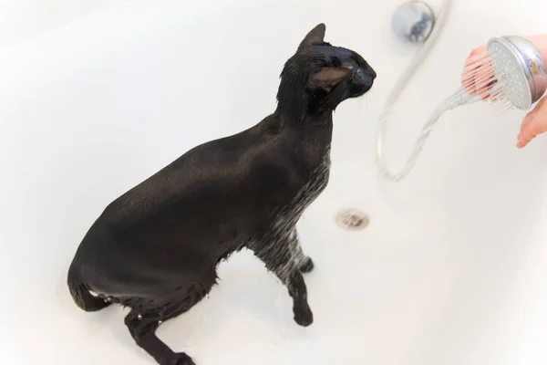 Mosás Fekete Vicces Macska Fürdés Zuhany Stock Kép