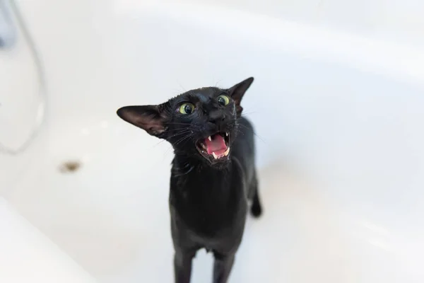 Washing black funny cat in bath taking shower