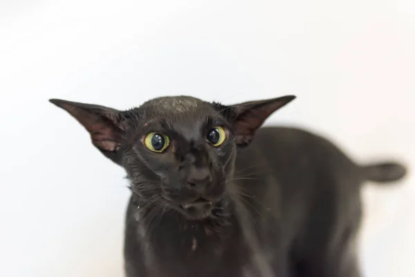 Fekete Keleti Macska Vicces Dühös Fekete Macska Elszigetelt Fehér Háttér Stock Kép