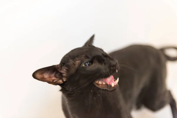 Fekete Orintális Macska Vicces Dühös Fekete Macska Elszigetelt Fehér Háttér Jogdíjmentes Stock Képek